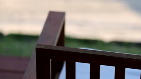 a bird moves along a wooden railing outdoors