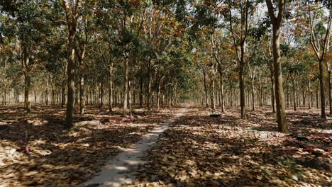 rubber plantation path