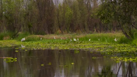 Garzas-En-El-Canal-De-Xochimilco-En-La-Ciudad-De-México