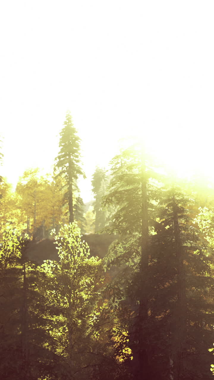 Sunlight filters through vibrant trees in a tranquil forest at dawn