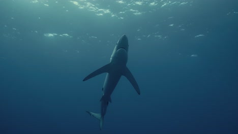 grande predador do oceano tubarão azul nadando sobre um mergulhador com luz de fundo e raios de luz