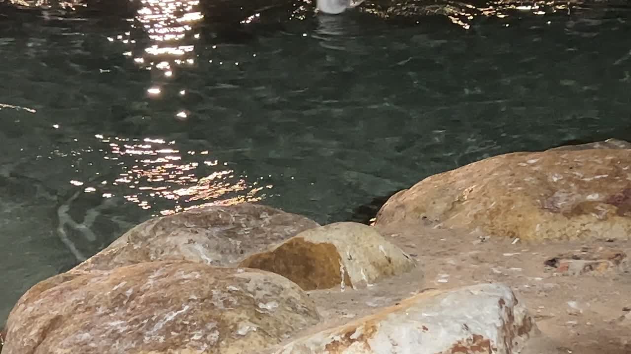 bandada de gaviotas plateadas, chroicocephalus novaehollandiae volando desde el acantilado rocoso y nadando después de buscar comida, brisbane, australia