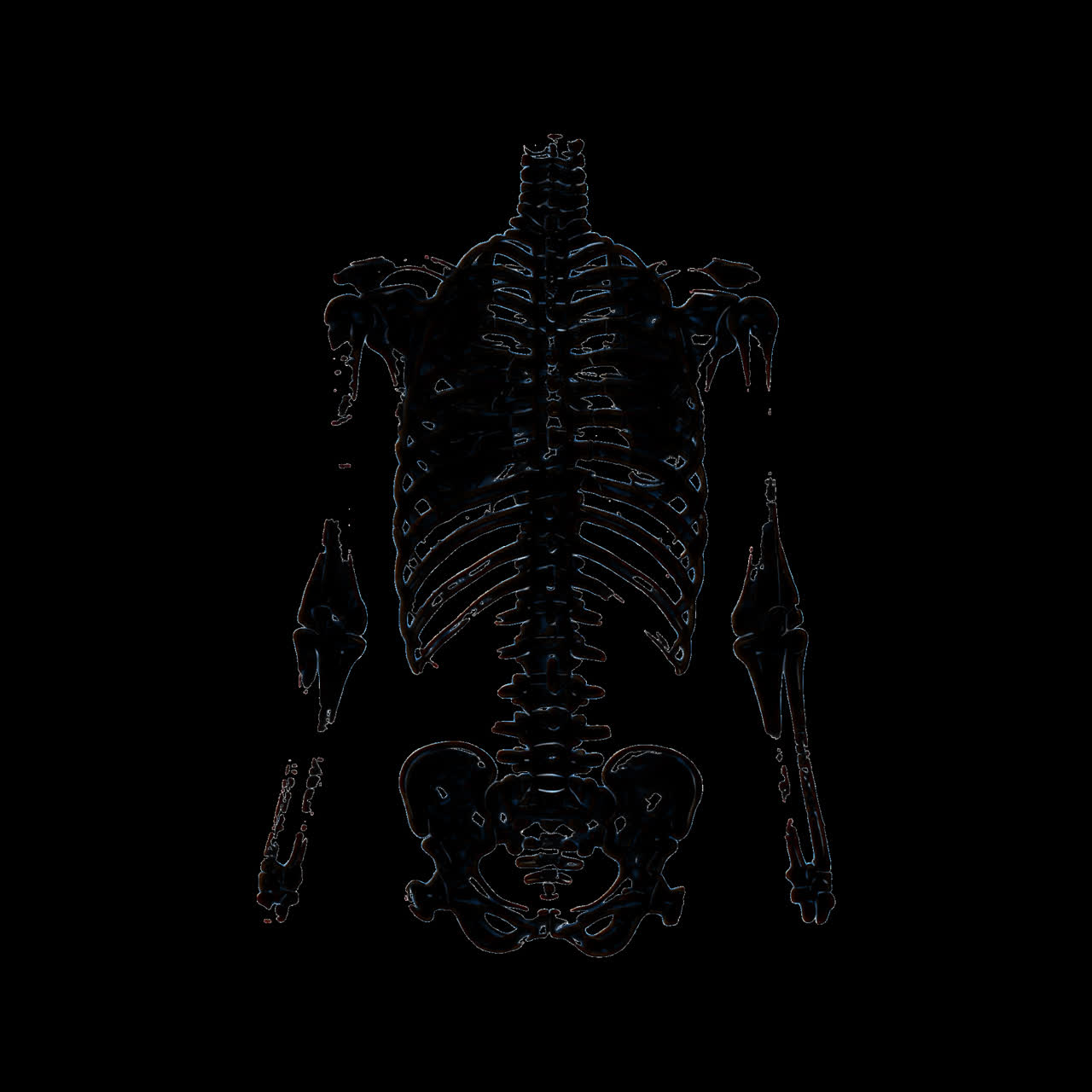 Anatomical skeleton illustration art animation isolated asset, transparent 4K video, alpha channel