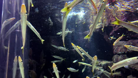 sphyraena pinguis gunther - barracuda, lucio