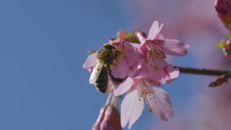 Abeja-Melífera-Trabajando-En-Flor-De-Cerezo-Fragante