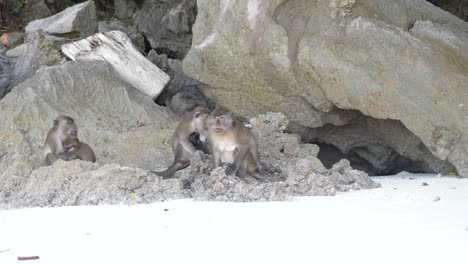 Familia-De-Monos-En-La-Isla-De-Los-Monos-En-Phi-Phi,-Tailandia