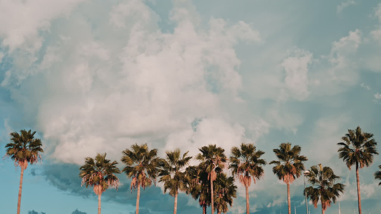Row of tall palm trees standing against a dramatic sky filled with large clouds