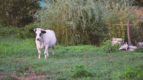 vaca blanca mirando a la cámara