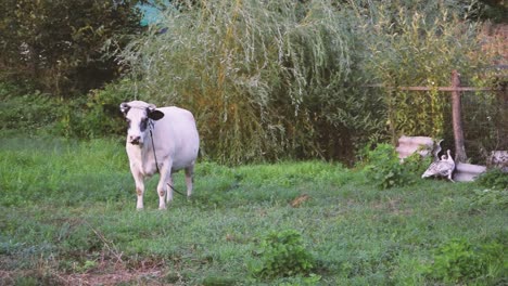 white cow looking at camera