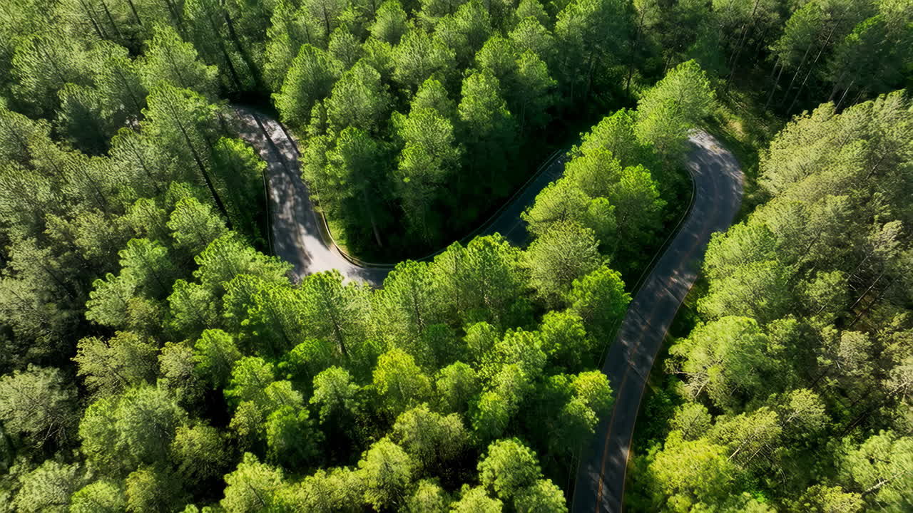 vista aérea de un camino sinuoso a través de un bosque verde exuberante