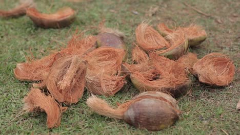 open coconut husks on the floor, tropical fruit shells