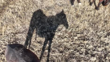 Draufsicht-Mit-Schatten-Des-Wilden-Mustangs