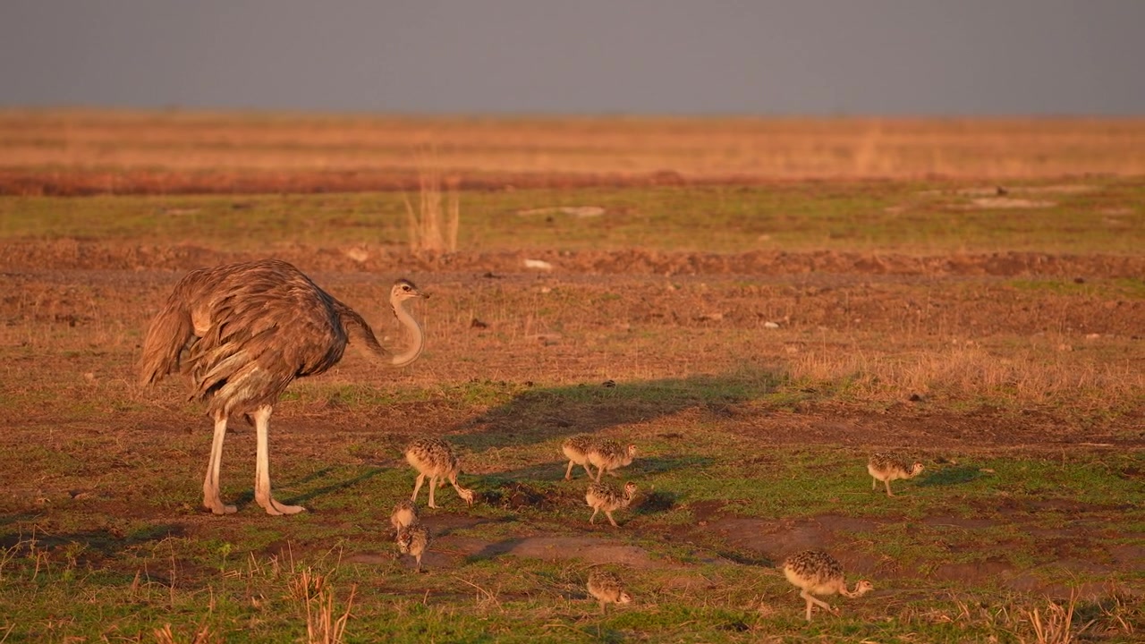 Mamma struzzo che cammina con i suoi piccoli nella savana africana.