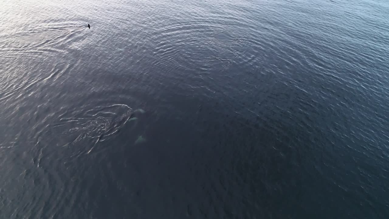 잔잔한 태평양 바다에서 헤엄치는 범고래 무리, 공중 보기 60fps