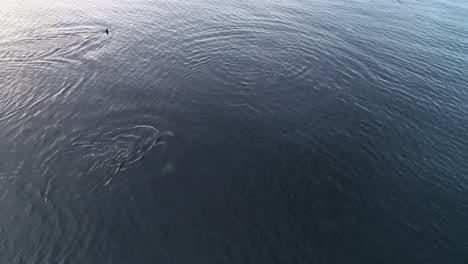 a pod of orca killer whales swimming in calm pacific ocean water, aerial view 60fps