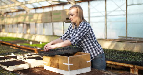 el primer plano de una jardinera arregla plántulas