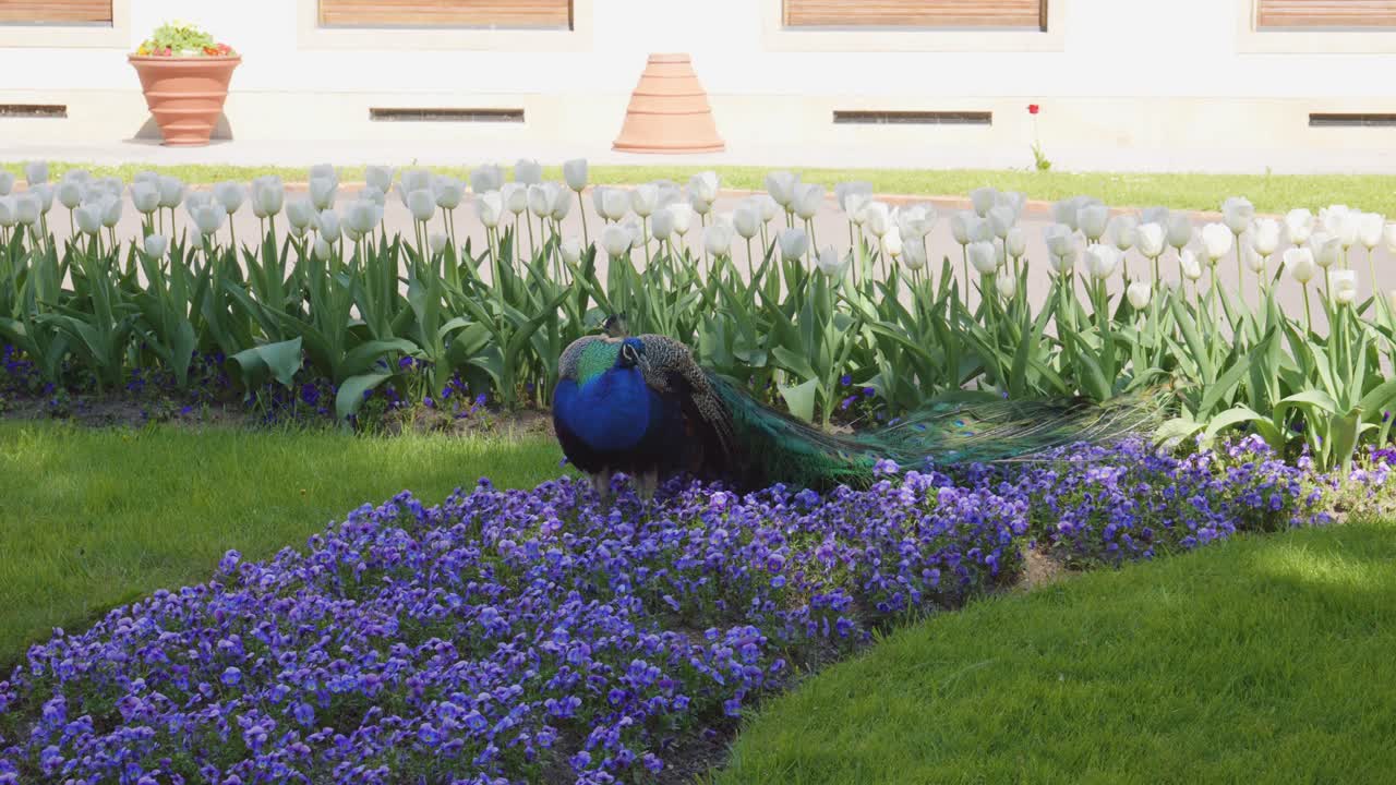 the majestic peacock in the King's Gardens at the Royal Castle in Prague, Czech Republic