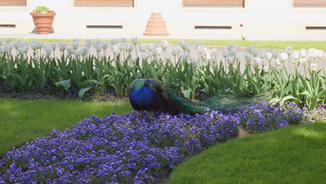 the-majestic-peacock-in-the-King's-Gardens-at-the-Royal-Castle-in-Prague,-Czech-Republic