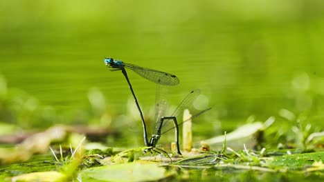 enallagma cyathigerum pose de rueda de apareamiento en la hoja por encima del agua