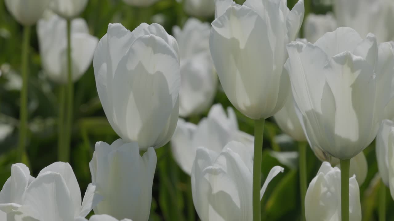 apretado primer plano de tulipanes blancos que fluyen en el viento con una panorámica lenta a la izquierda de la cámara
