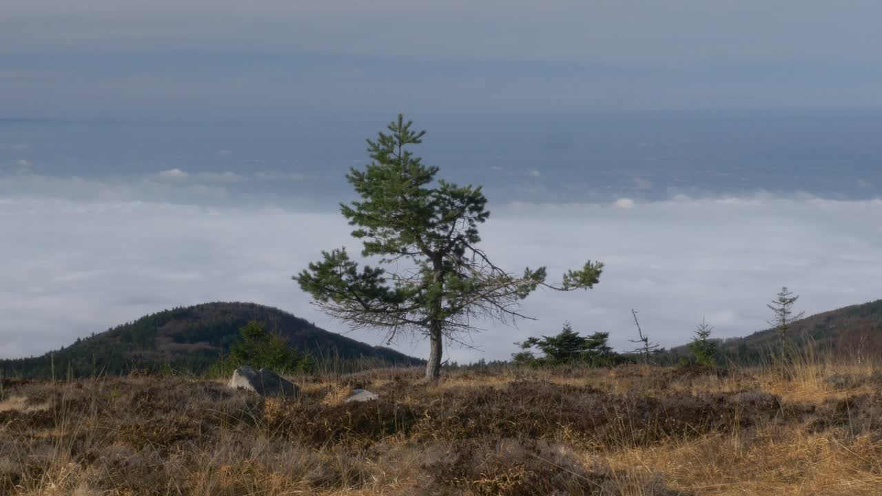 Albero solitario che si erge sopra un mare di nebbia su Hornisgrinde vicino al lago Mummelsee, Germania.