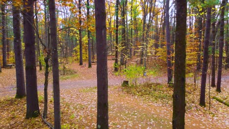 empty park benches near trail in forest area, drone shot
