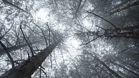 looking up through tall, bare trees in a misty forest, creating an eerie atmosphere