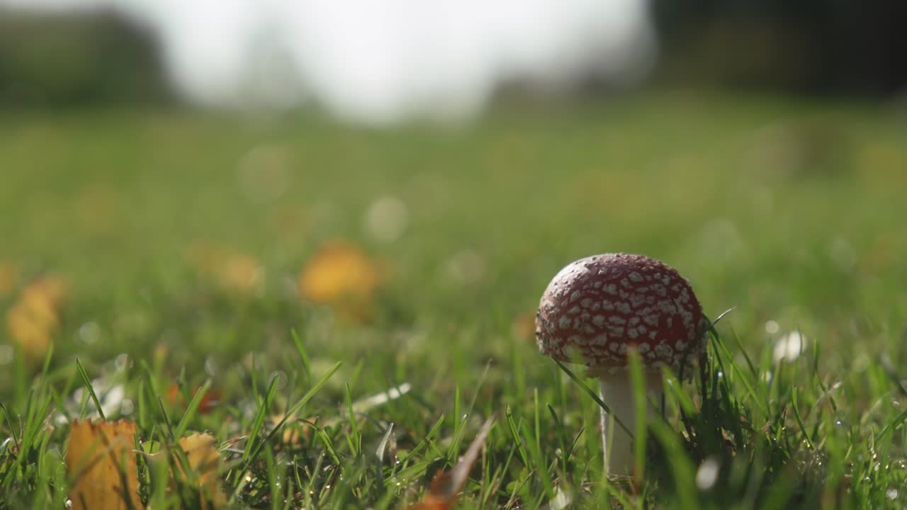 Small amanita in the Finnish autumn wind 50fps so easily slow down to 25fps