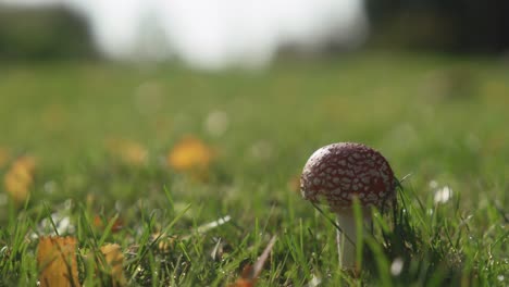 Small-amanita-in-the-Finnish-autumn-wind-50fps-so-easily-slow-down-to-25fps