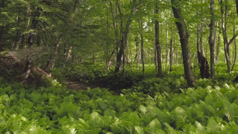 Tracking-through-forest-opening-over-dense-fern-coverage-Summer-sunshine