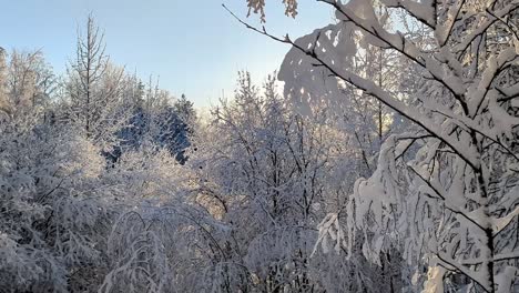 White-snow-covered-winter-forest-with-snowy-trees,-Finland