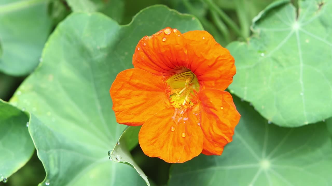 An orange Nasturtium flower in Summer. UK