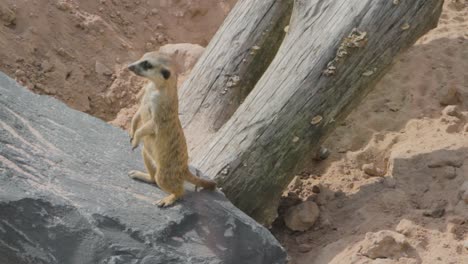 une suricate vigilante sur un rocher dans un environnement sablonneux, en veille