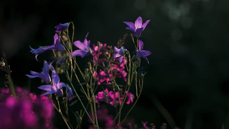 purple wildflowers in sunlight