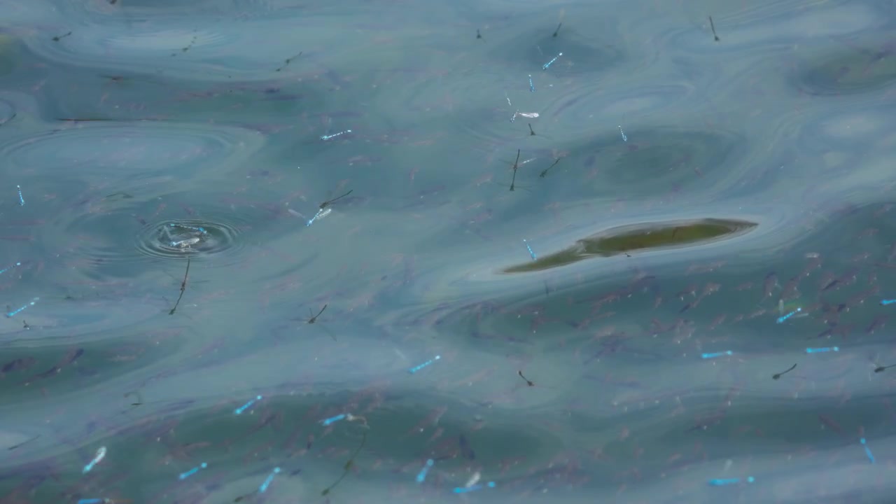 Dragonflies above the lake with fish