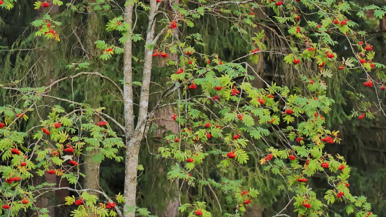 Rowan Tree with Abundant Red Berries in Autumn Forest