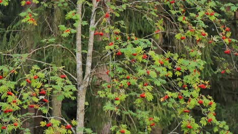 rowan tree with abundant red berries in autumn forest