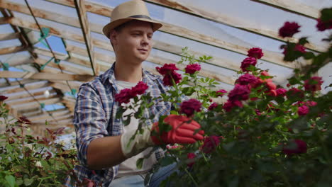 invernadero con rosas en crecimiento dentro del cual un jardinero masculino con un sombrero inspecciona los brotes y pétalos de las flores. un pequeño negocio de cultivo de flores..