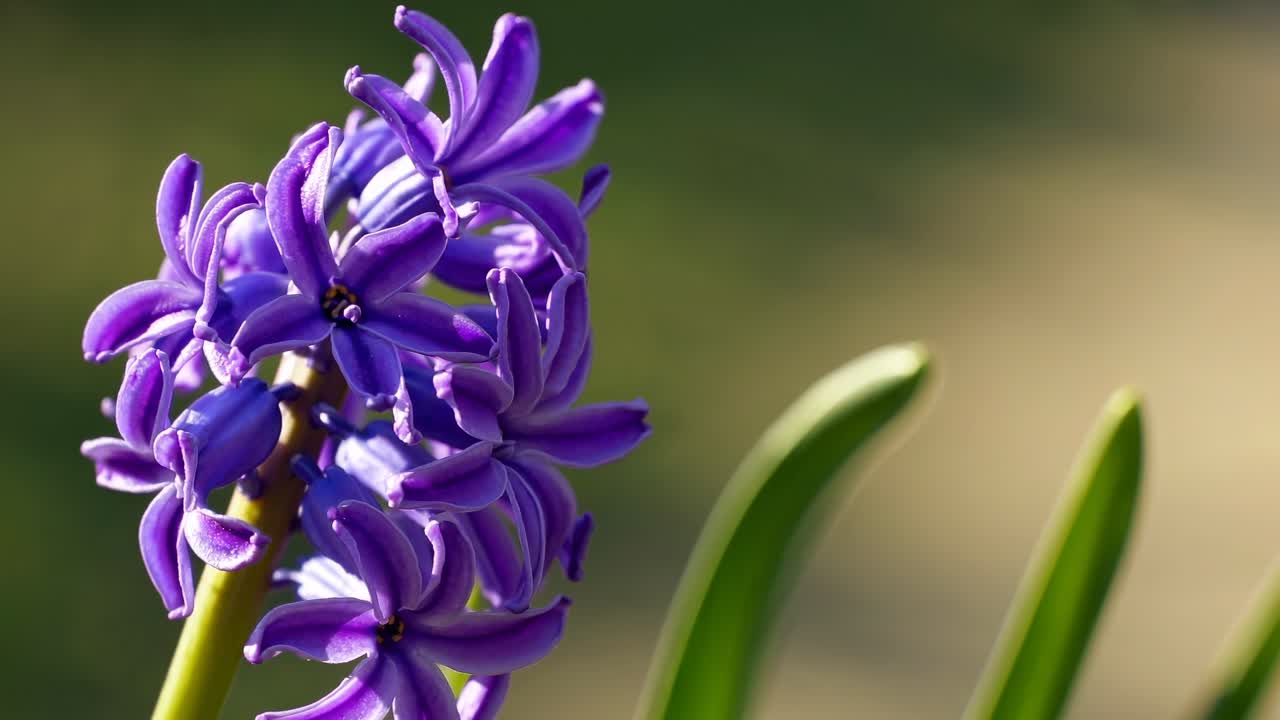 Video close-up bunga hyacinth ungu cerah dengan latar belakang buram, diambil dari samping