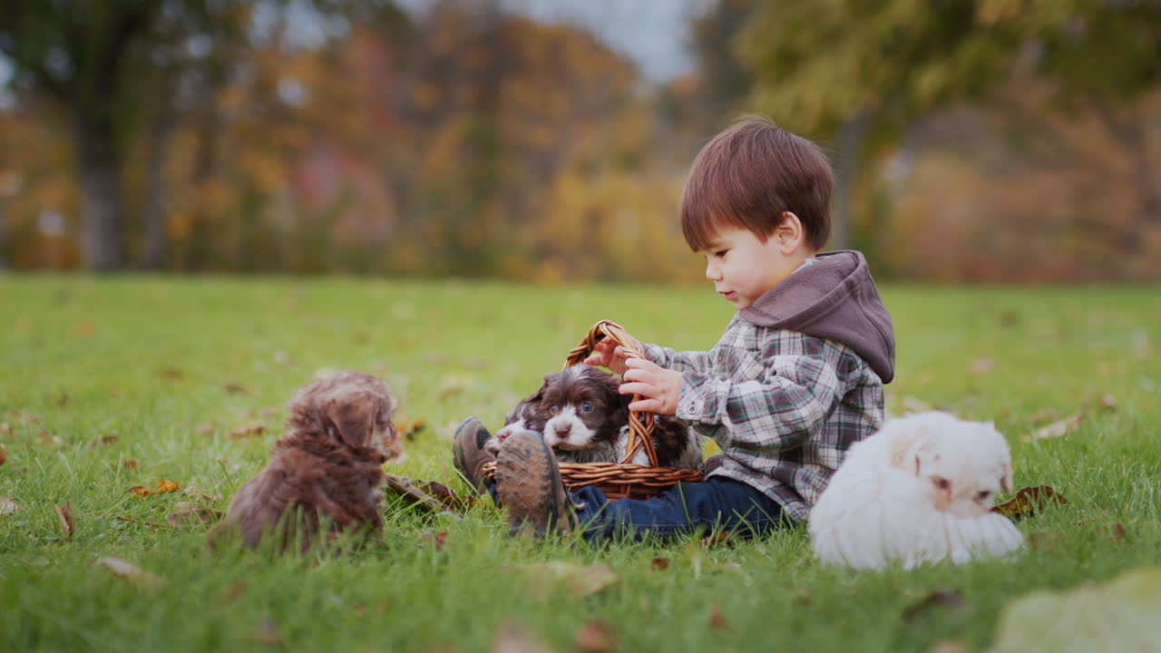 азиатский малыш играет с щенками в парке
