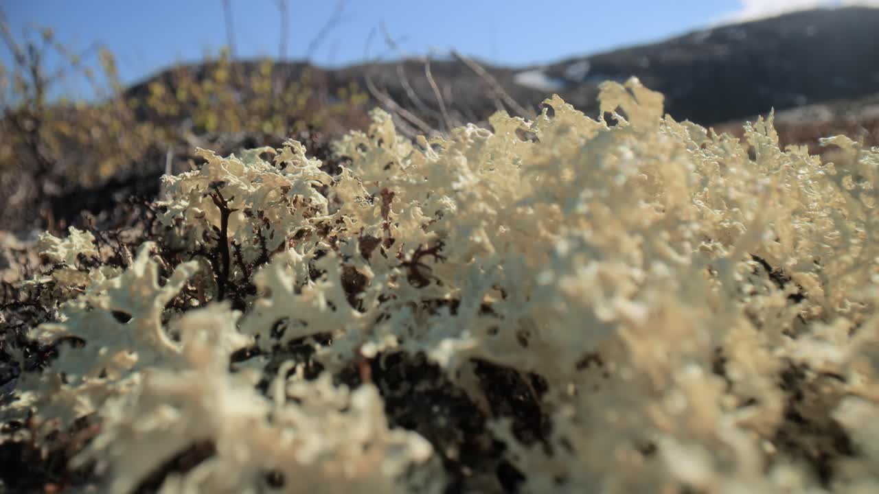 북극  ⁇ 드라 리 ⁇  모스 클로즈업. 주로 북극  ⁇ 드라, 알파인  ⁇ 드라에서 발견되며, 매우 추위에 견 ⁇  수 있습니다. 클라도니아 랭지페리나 (cladonia rangiferina), 렌더 컵 리 ⁇ 으로도 알려져 있습니다.