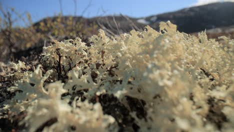 Flechtenmoos-Der-Arktischen-Tundra-Aus-Nächster-Nähe.-Es-Kommt-Hauptsächlich-In-Gebieten-Der-Arktischen-Tundra-Und-Der-Alpentundra-Vor-Und-Ist-äußerst-Kälteresistent.-Cladonia-Rangiferina,-Auch-Als-Rentierbecherflechte-Bekannt.