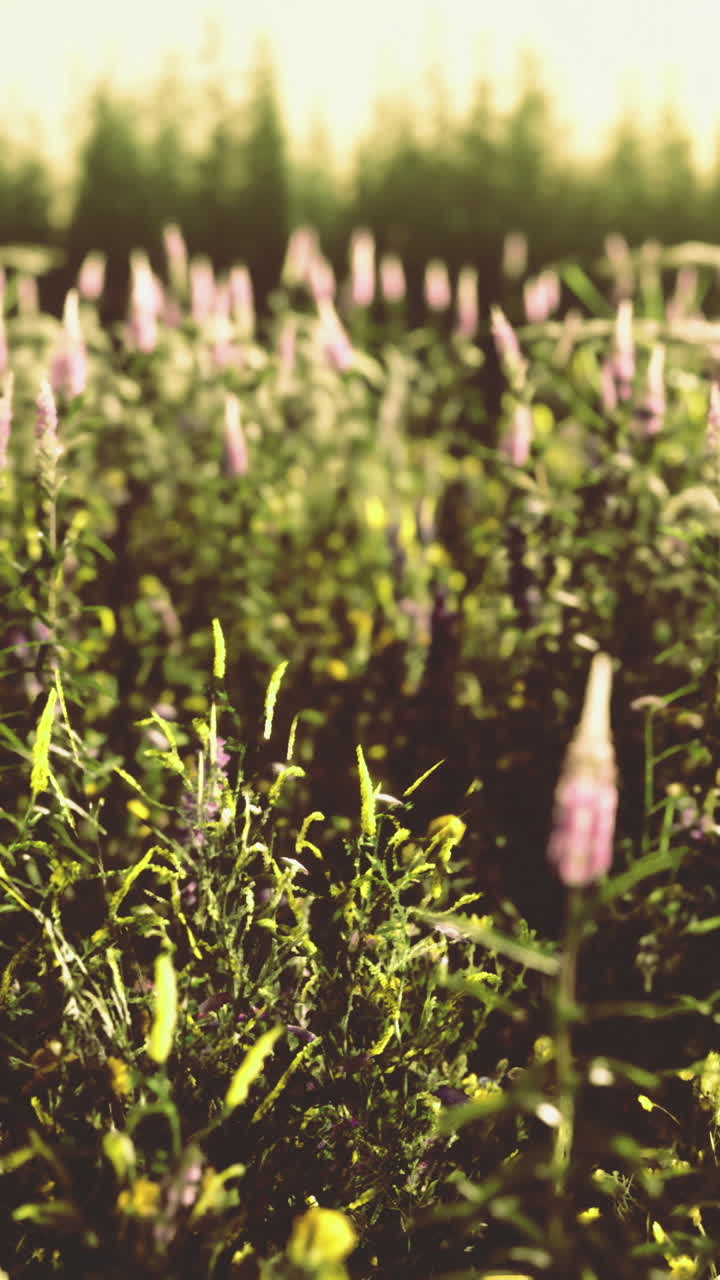 Fields of blooming wildflowers at dusk create a serene landscape in nature