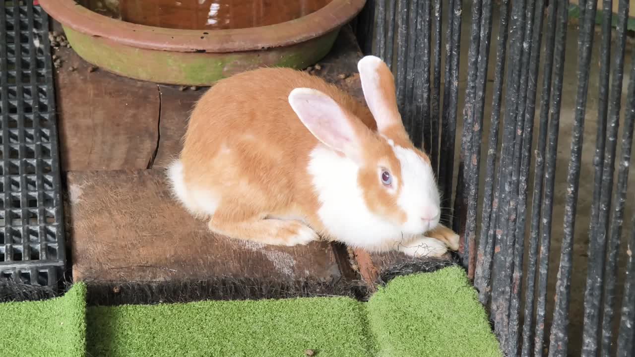 коричневый и белый кролик в клетке