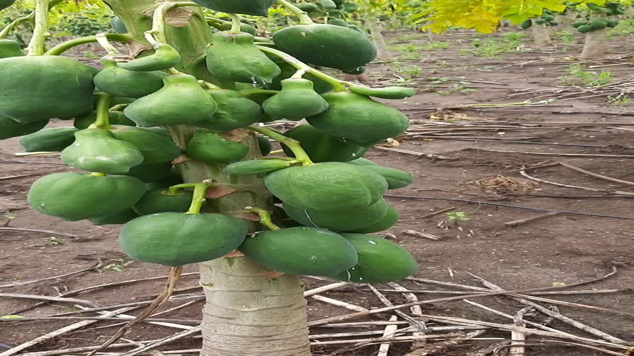 Awesome Papaya cultivation Technology. Papaya Fruit On Papaya Tree In Farm. Green Papaya On Tree