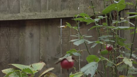 revealing shot of a rose bush in autumn