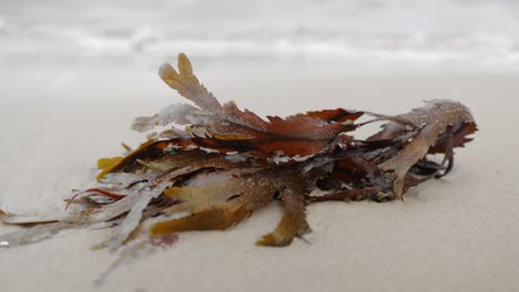 seaweed lying on shoreline, close up