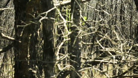 Dry-Trees-In-The-Forest-In-Bell-Slough-Wildlife-Area-In-Arkansas,-USA---Drone-Shot