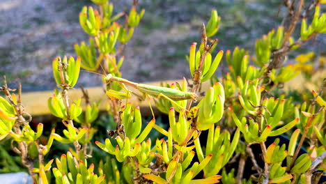 a praying mantis climbs silently trembling over a plant