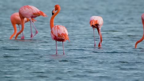 telephoto closeup of orange pink flamingo preening and feeding in open waters